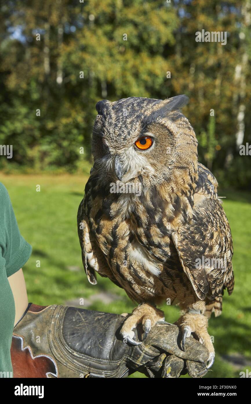 Una bella gufo di aquila europea è seduta su una mano di falconer Foto Stock