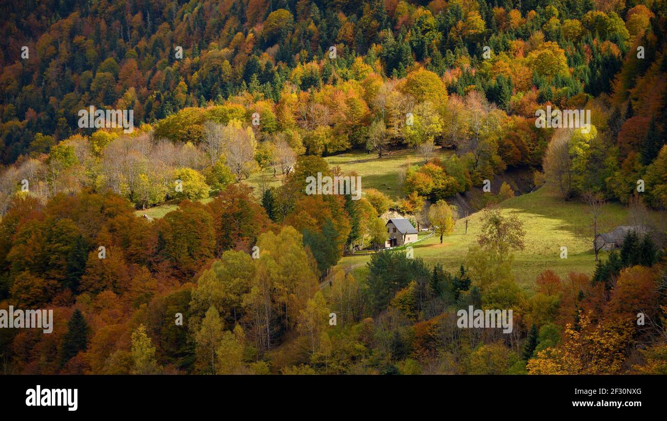 Faggeta in Val Artiga de Lin, in autunno (Valle Aran, Catalogna, Spagna, Pirenei) ESP: Hayedo del valle de Artiga de Lin, en otoño Foto Stock