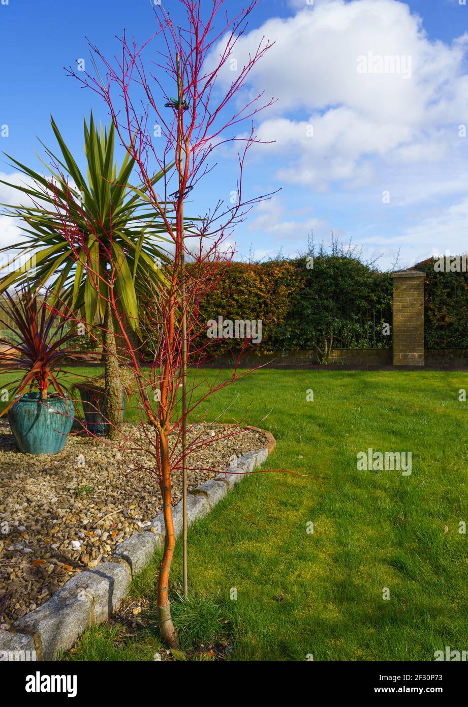 giardino di acero rosso che segatura albero giovane contro un blu cielo con nuvola bianca Foto Stock