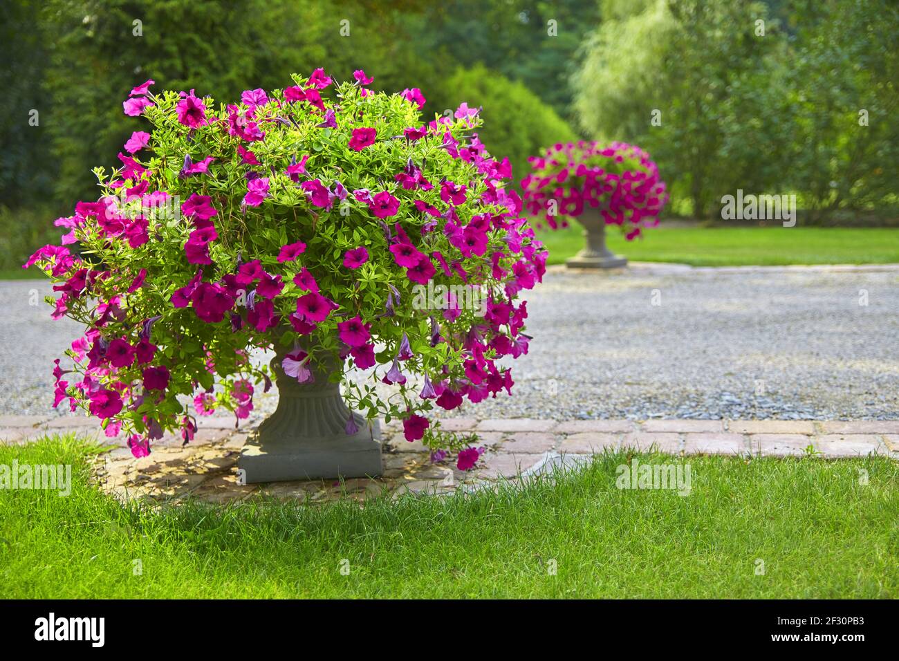 Bellissimo ingresso al parco con fiori, (petunia axillaris viola) Foto Stock