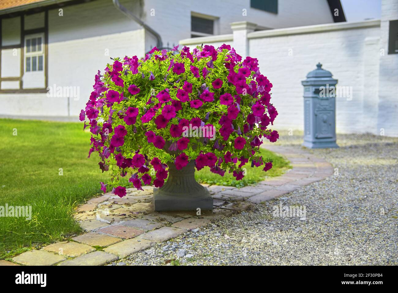 Bellissimo ingresso al parco con fiori, (petunia axillaris viola) Foto Stock