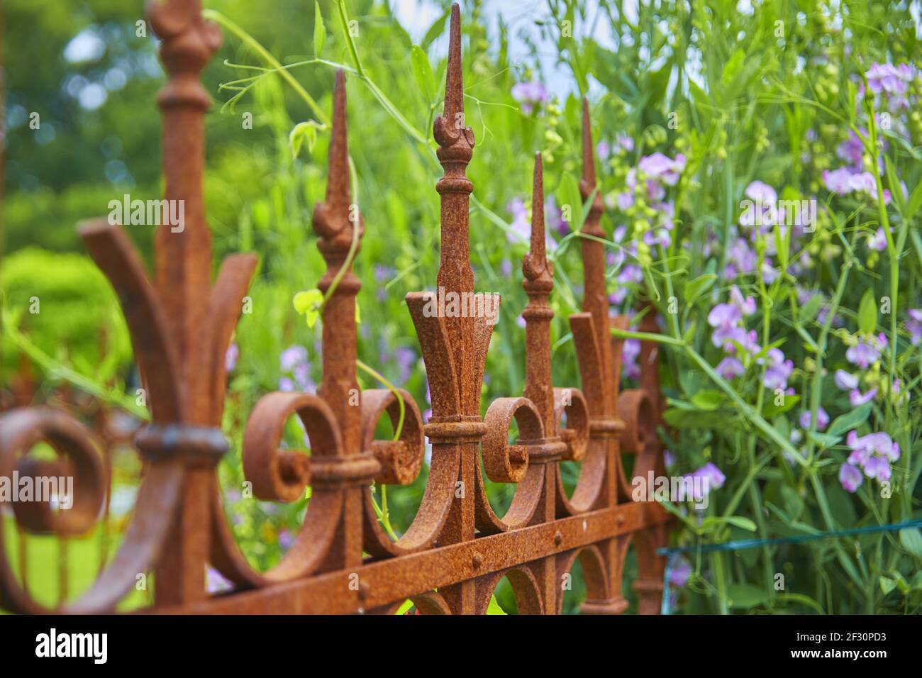 Bella decorazione giardino con recinzione e fiori, (foglia di pisello) Foto Stock