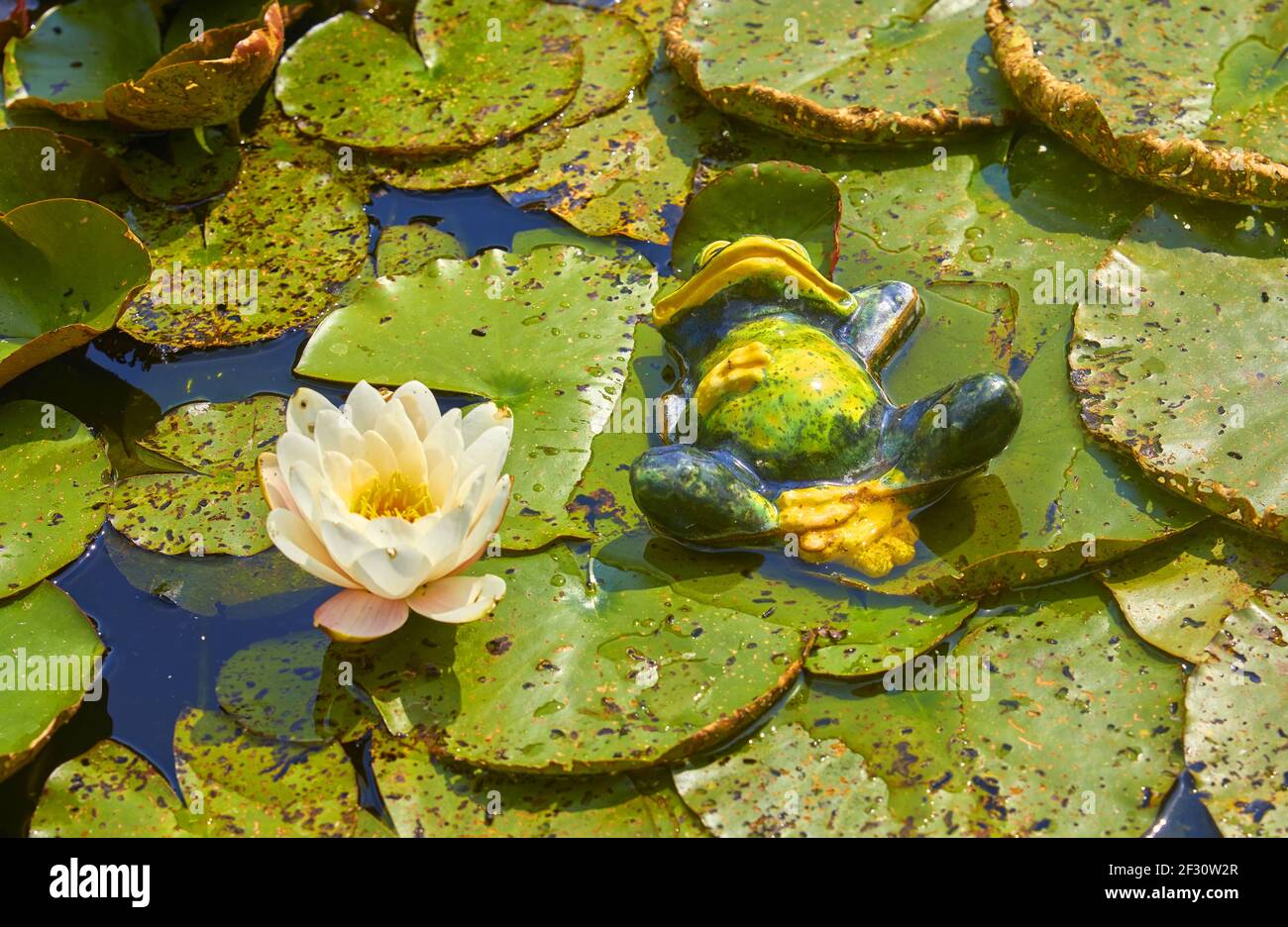 Divertente rana decorativa lolla tra ninfee Foto Stock