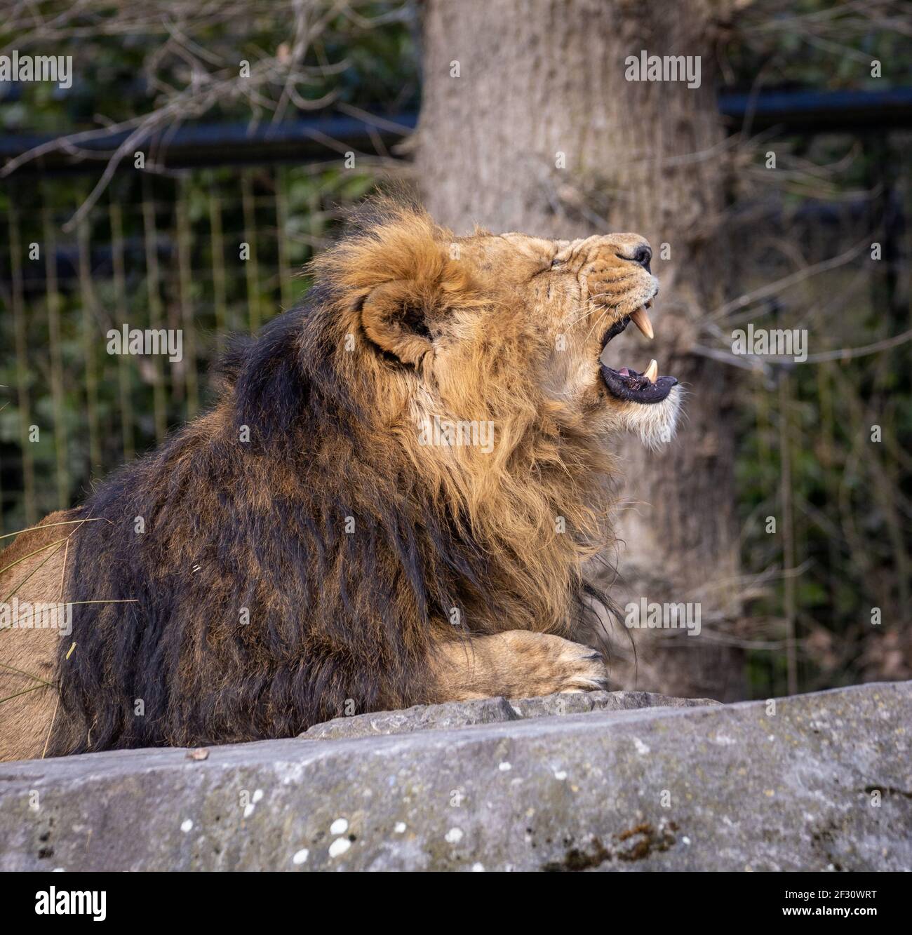 Un leone che si stacca dalla sua lounge Foto Stock