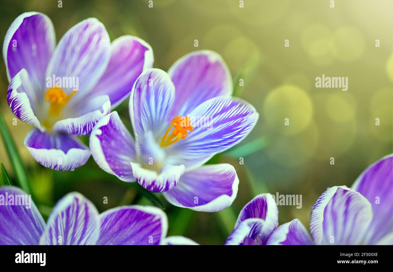 Primo piano di un crocus viola fiori isolati. Foto Stock