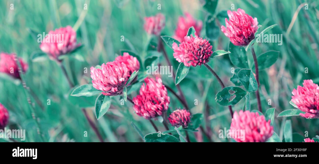 Fiori di trifoglio rosa nella soleggiata giornata estiva. Foto Stock