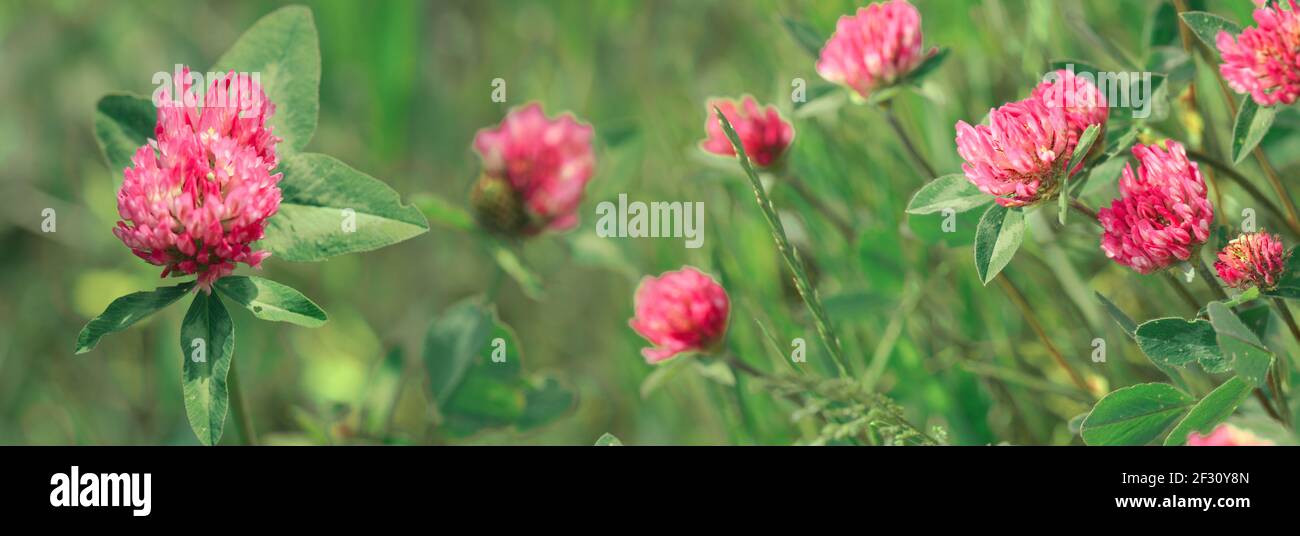 Fiori di trifoglio rosa nella soleggiata giornata estiva. Foto Stock