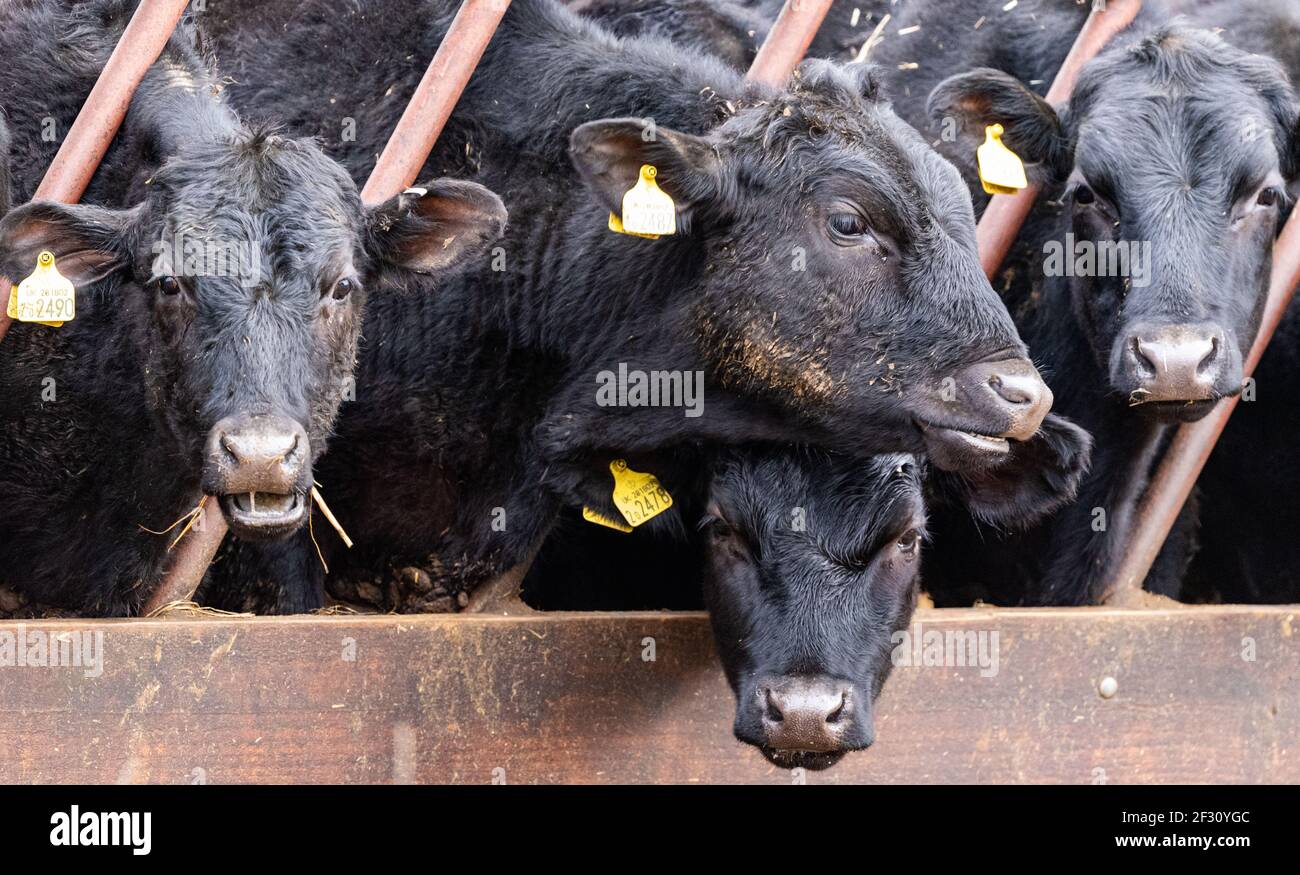 Bestiame bovino che guarda attraverso le barre di un recinto di stock, Alresford, Hampshire, Regno Unito Foto Stock