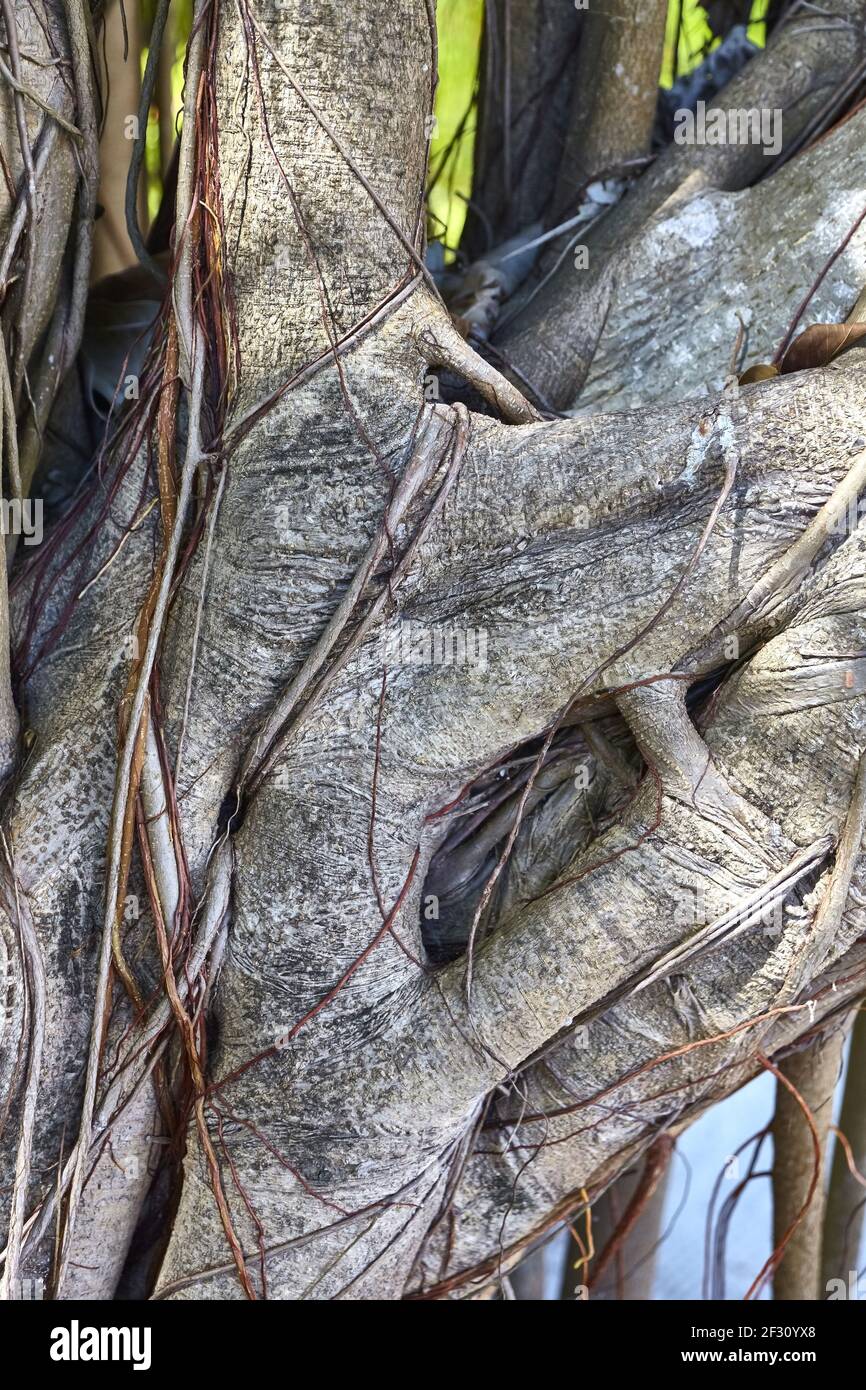 Primo piano di un albero di banyon nel Maldive. Foto Stock