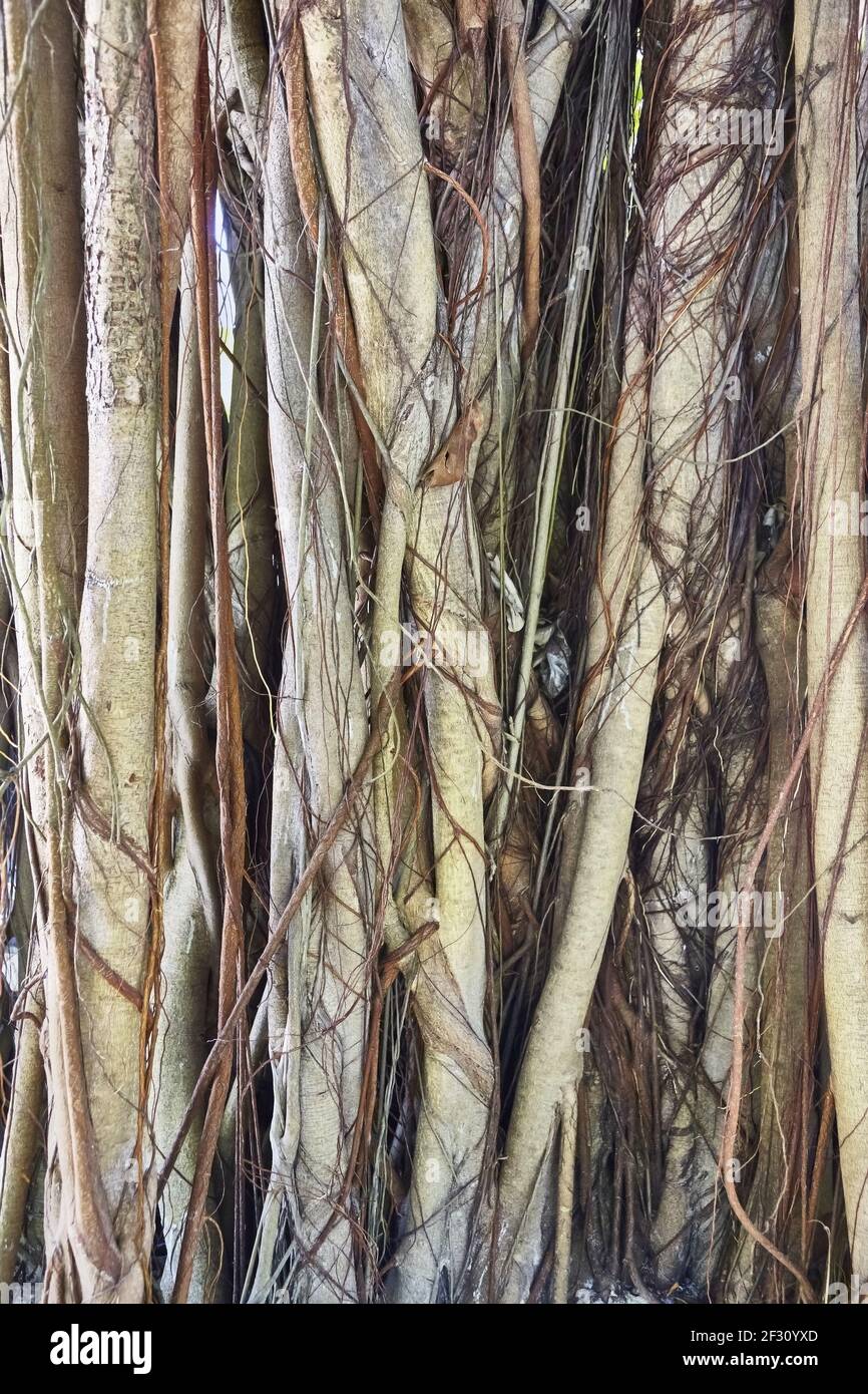 Primo piano di un albero di banyon nel Maldive. Foto Stock