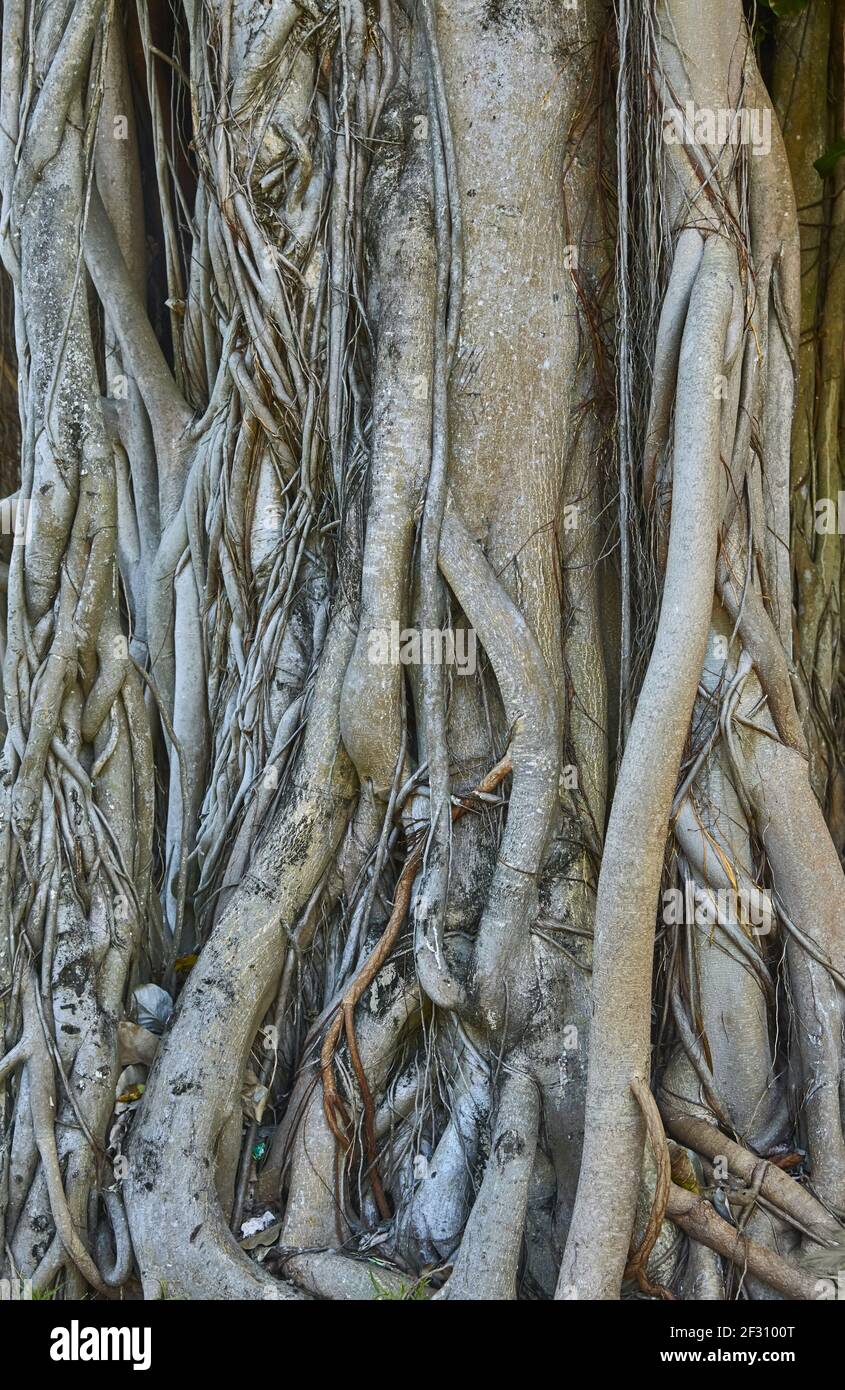 Primo piano di un albero di banyon nel Maldive. Foto Stock