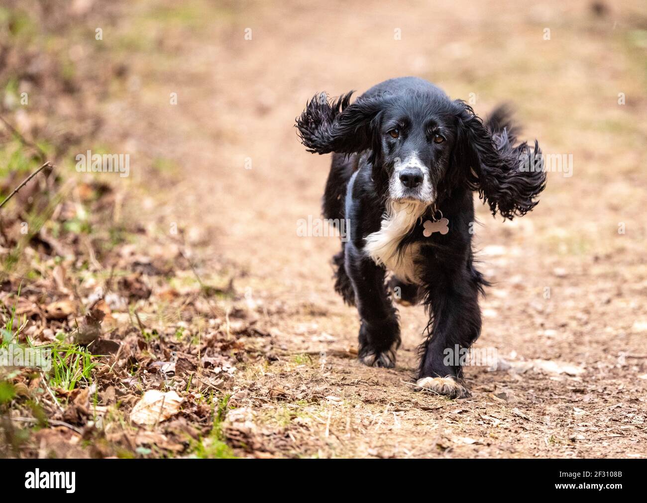 Cocker spaniel in esecuzione con grandi orecchie floppy, Alresford, Hampshire, Regno Unito Foto Stock