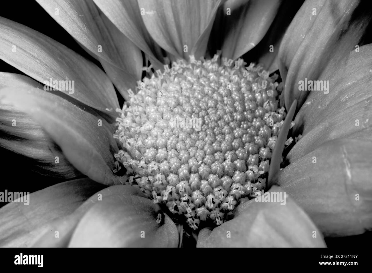 Primo piano in bianco e nero dei fiori in un Crisantemo Foto Stock