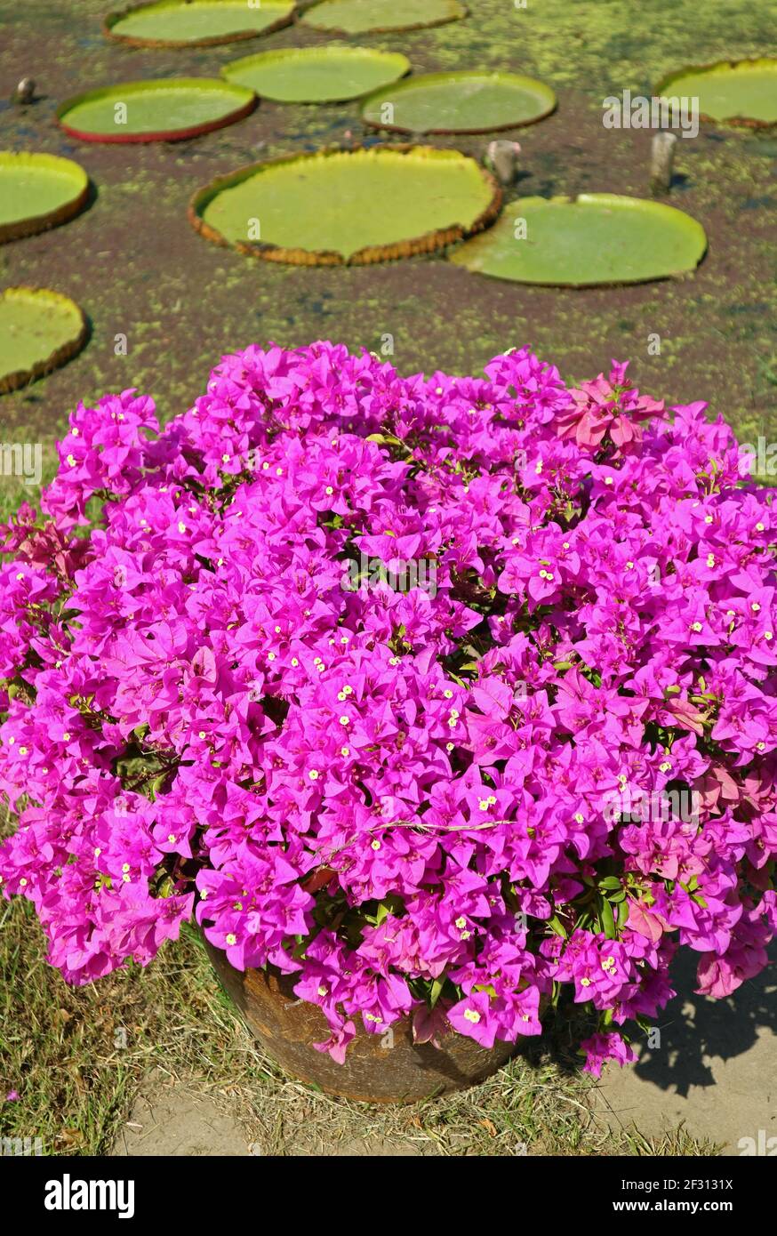 Closeup un arbusto di Bougainvillea rosa caldo glabra o Paperflowers Con elettrodi per giglio sfocati sullo sfondo Foto Stock