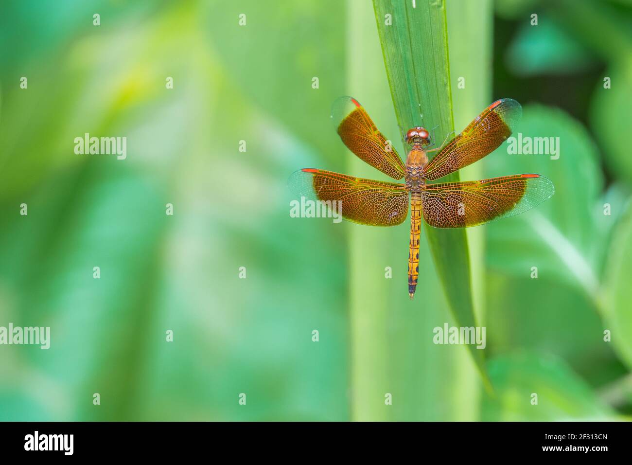 Libellula rossa su una foglia verde Foto Stock