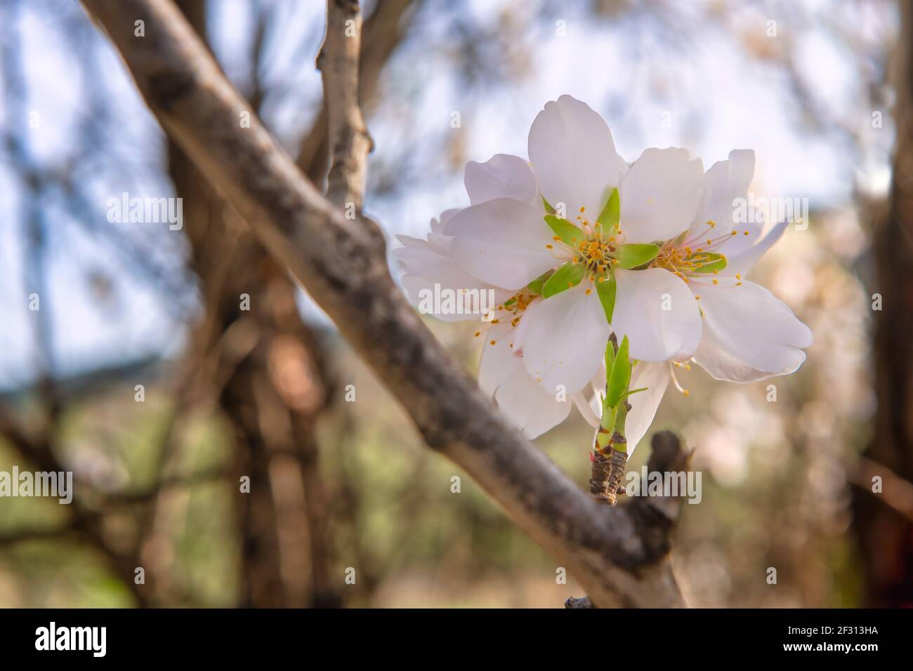 La fioritura delle mandorle annuncia che la primavera sta per arrivare. Foto ad alta risoluzione. Foto Stock