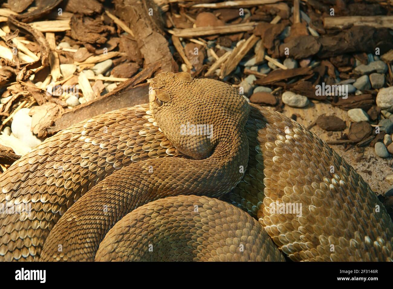 Un primo piano di serpente pitone, arricciato nel ring Foto Stock