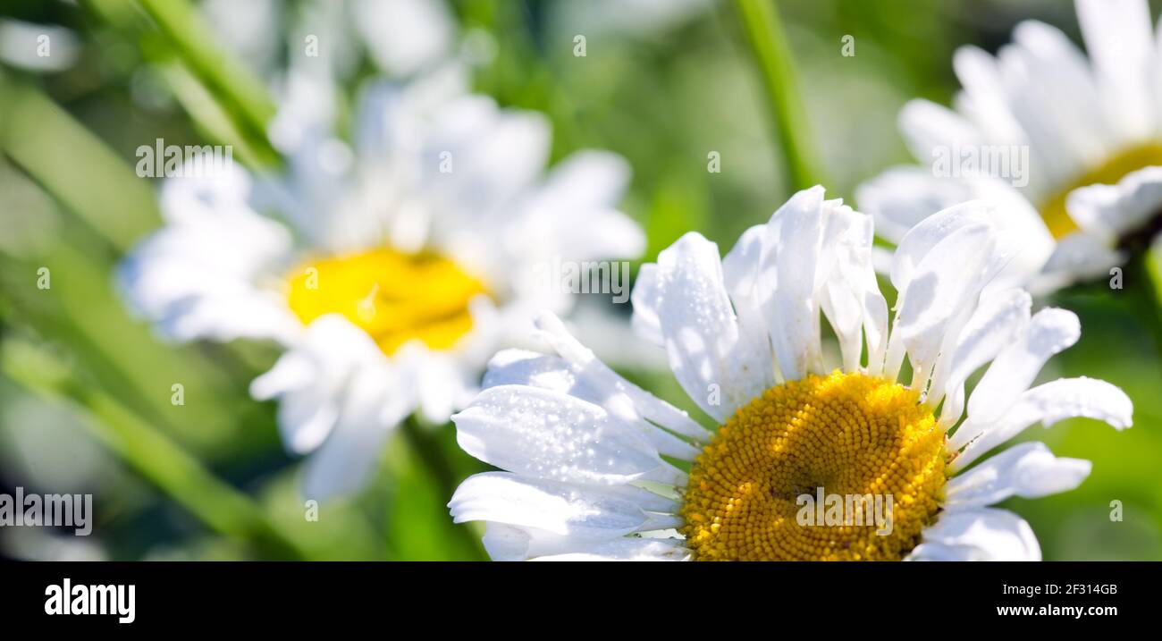 Macro Foto di fiori bianchi a margherita alla luce del tramonto. Foto Stock