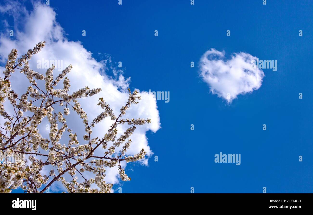 Fiori dei fiori di ciliegio isolati su cielo blu . Foto Stock