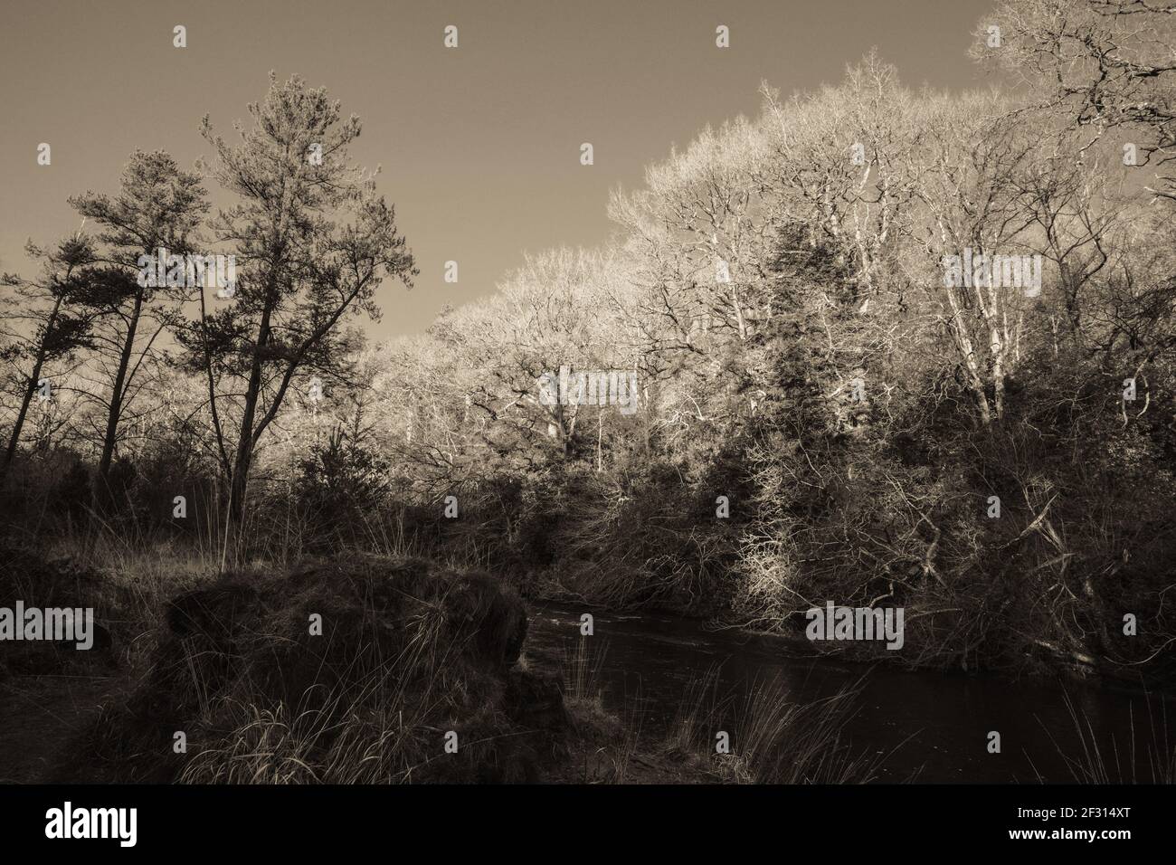 Luce di avvincente sul fiume Ystwyth a Ceredigon, Galles. Un'immagine seppia. Foto Stock