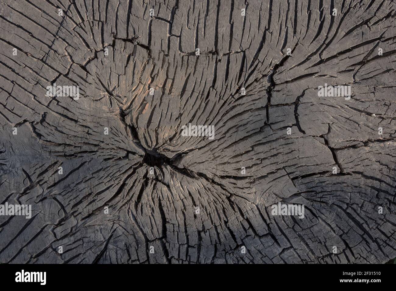 Sfondo di legno marrone scuro, un campione segato di un vecchio albero. La consistenza del taglio, legno vecchio, spaccato, crepe su uno sfondo di legno, fuoco morbido Foto Stock