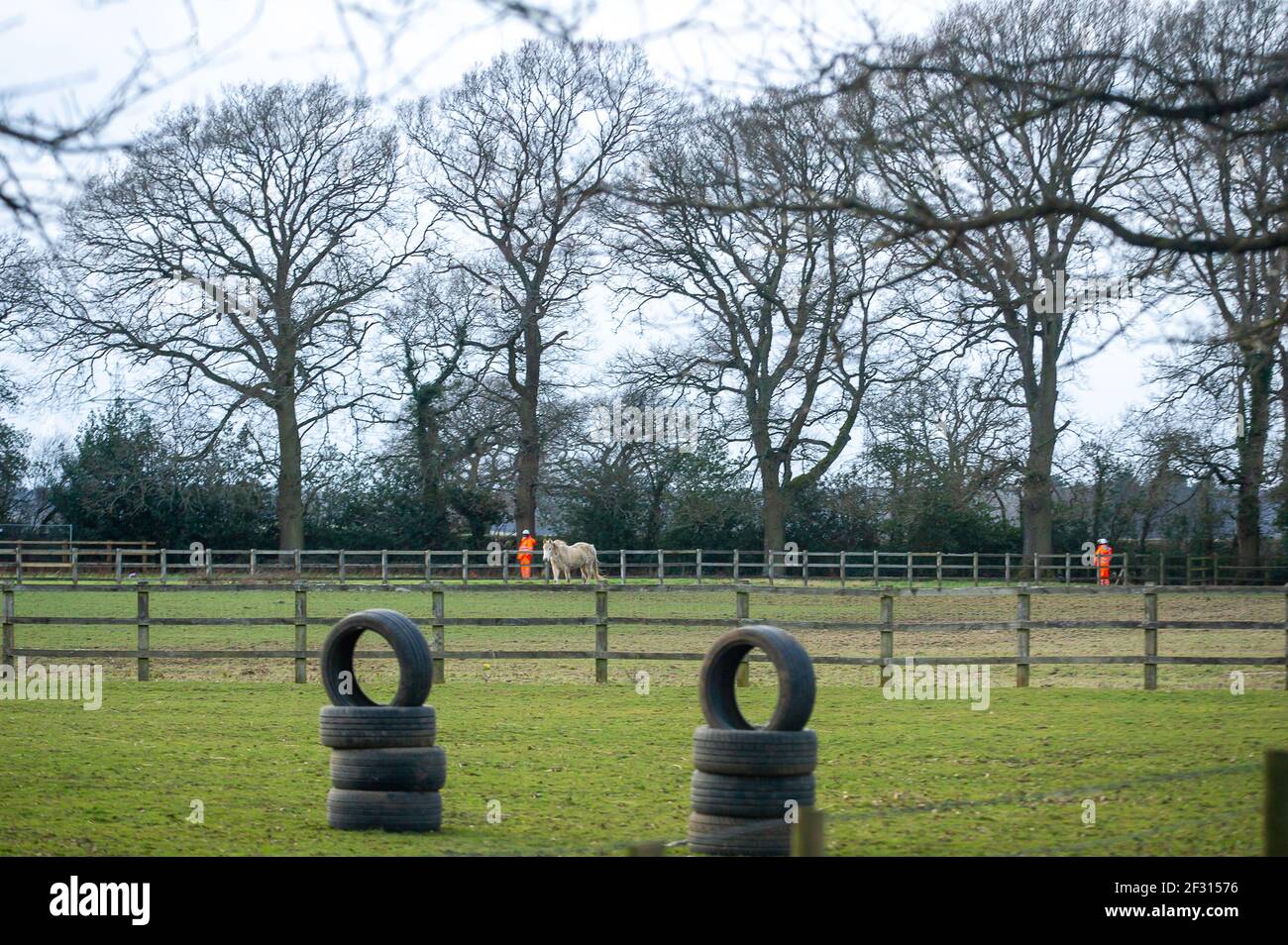 Great Missenden, Regno Unito. Un cavallo che pascola tranquillamente sotto le querce. HS2 hanno preso il controllo dei campi fuori Leather Lane e si stanno preparando per l'imminente abbattimento di una fila di bellissimi alberi di quercia simbolo locale molto amato, nonostante ci siano ruggini di pipistrelli negli alberi ed è la stagione di nidificazione degli uccelli. HS2 Security e NET baliffs sono là 24/7 e residenti locali stanno avendo enormi luci brillate attraverso le loro finestre di notte da HS2. Il controverso e massicciamente sopra il collegamento ferroviario di High Speed 2 di bilancio da Londra a Birmingham sta intagliando una cicatrice enorme attraverso le Chilterns che è un AONB e mette 108 anci Foto Stock