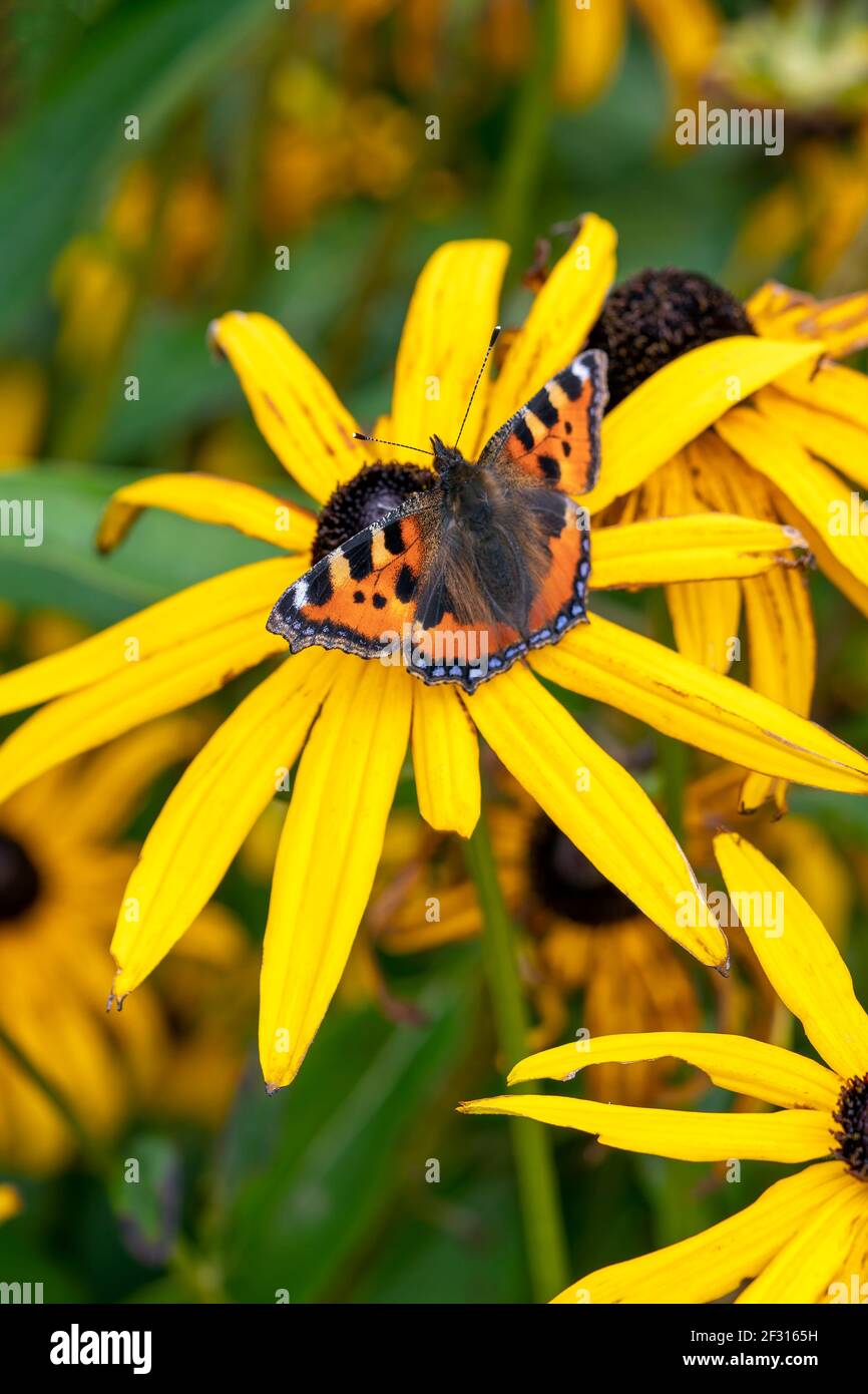Piccola farfalla di tartaruga (Aglais urticae) con ali distese poggianti su una pianta di fiori di rudbeckia Black Eyed Susan, foto stock Foto Stock