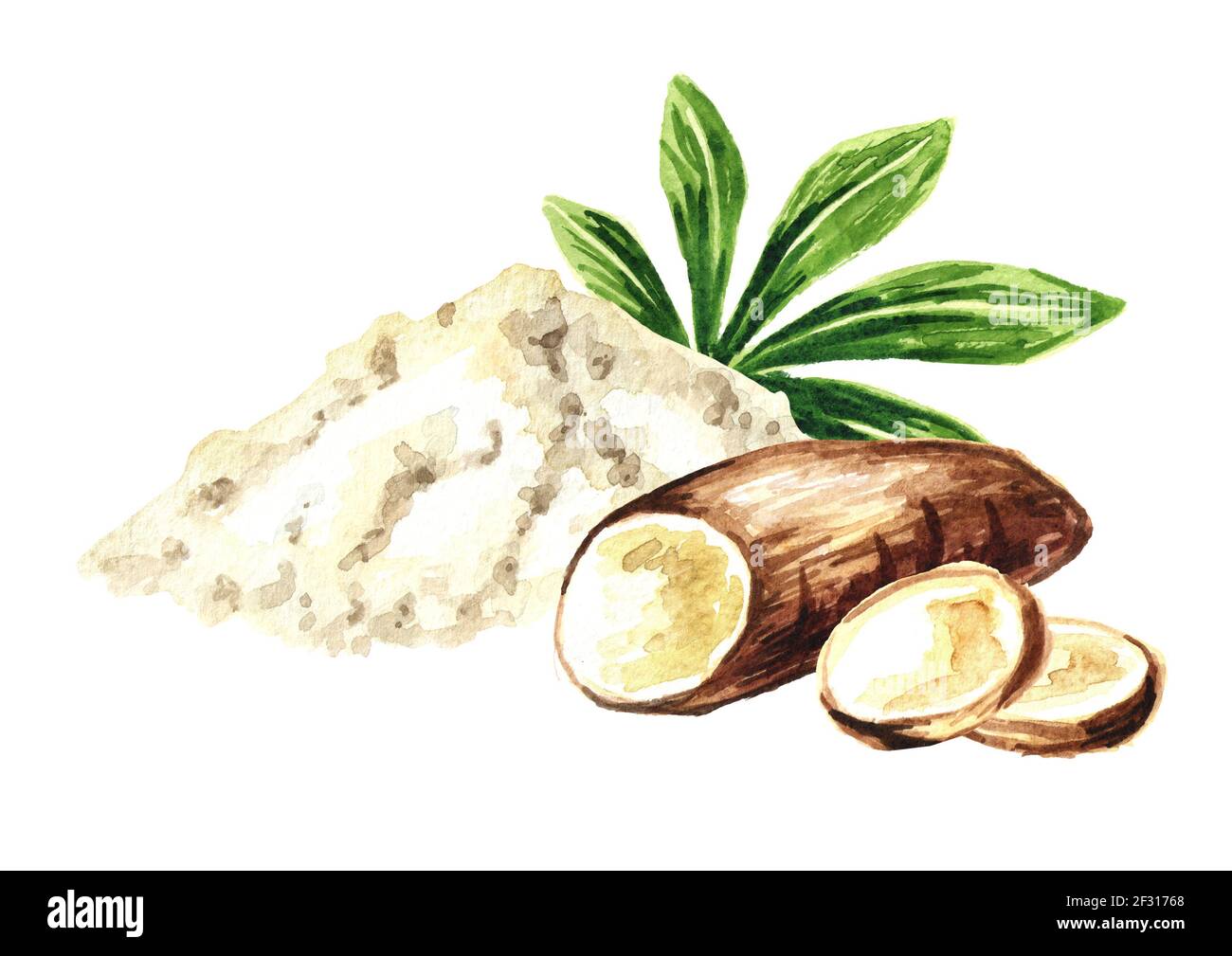Radice di manioca, polvere. Esculenta Manihot. Immagine disegnata a mano con acquerello, isolata su sfondo bianco Foto Stock