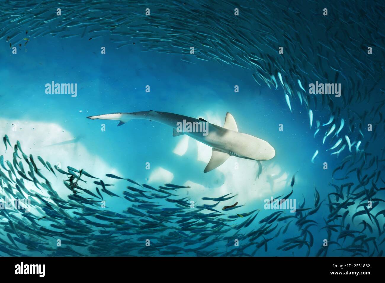 Lo squalo e piccoli pesci in mare Foto Stock