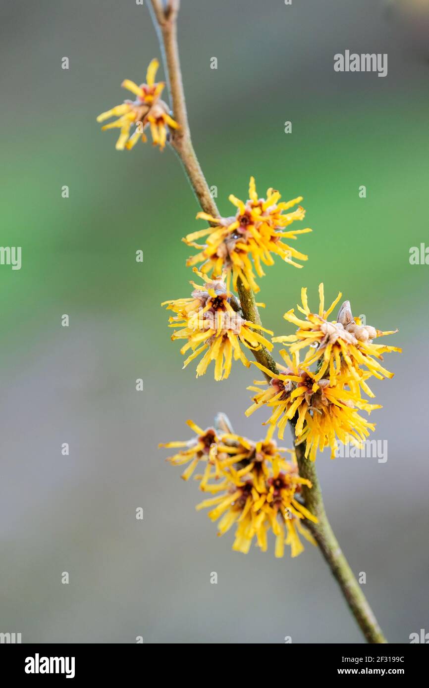 Hamamelis Brevipetala. Brevipetala, la strega nocciola. Cinese con Hazel Brevipetala. Croce tra Hamamelis mollis e Hamamelis vernalis. Foto Stock