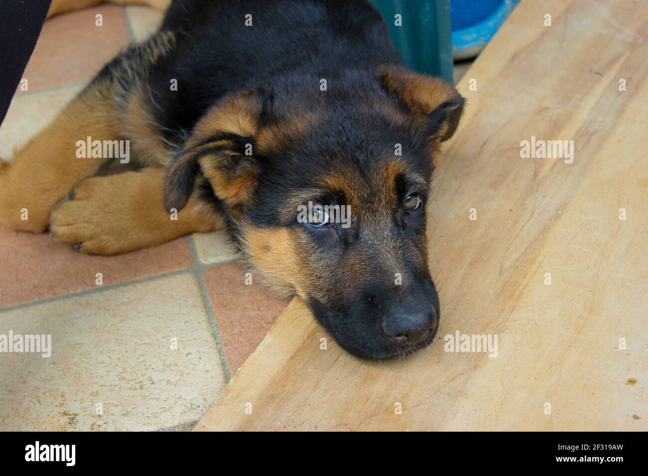 bellissimo primo piano di un cucciolo di pastore tedesco che giace con il suo muso su una tavola di legno che lo guardava si annoiava ordini del maestro Foto Stock