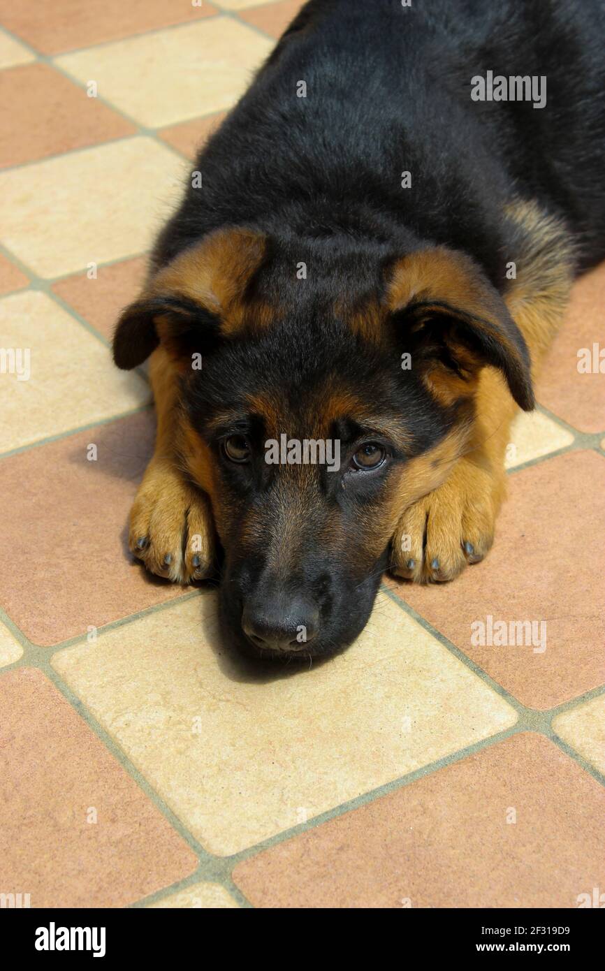 Primo piano di un cucciolo di pastore tedesco in una gara posa Foto Stock