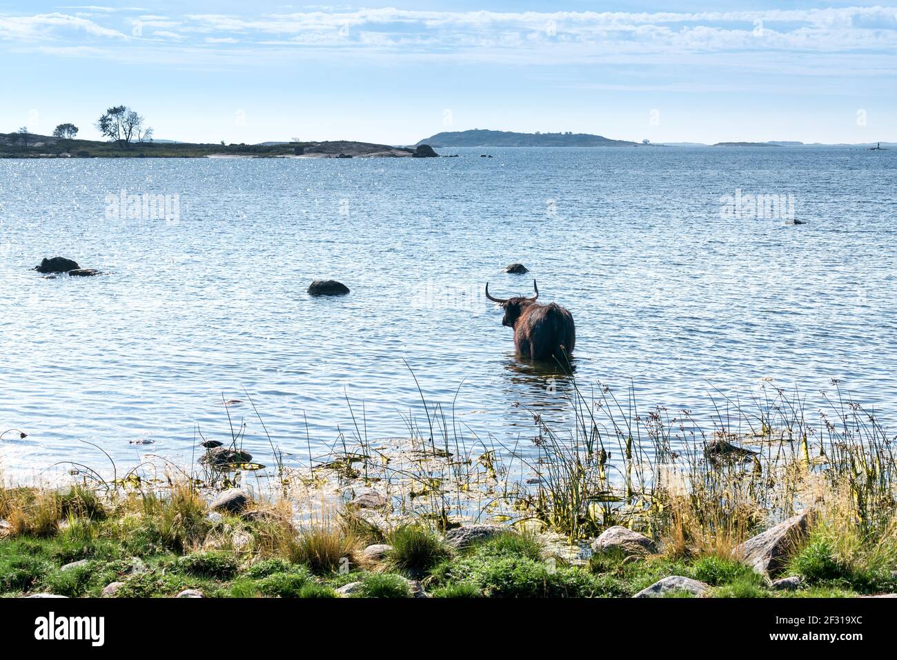 Bestiame delle Highland nell'isola di Jurmo, Parainen, Finlandia Foto Stock
