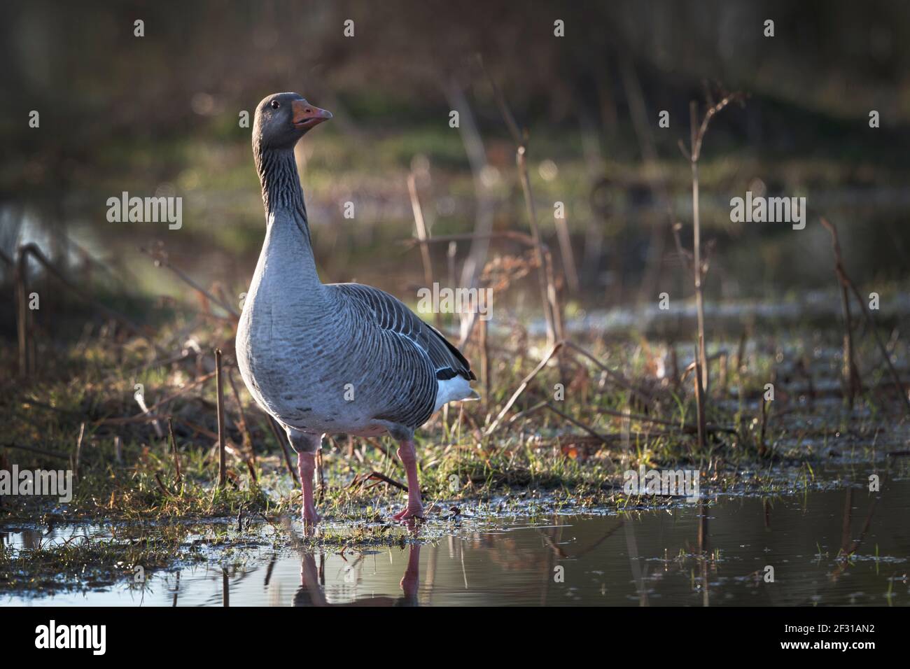 L'oca di Greylag in visita nel sud dell'Inghilterra nel mese di marzo Foto Stock