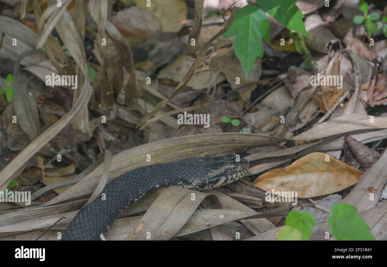 Un Cottonmouth che attraversa il pennello nel Wekiwa Springs state Park nella contea di Seminole, Florida Foto Stock