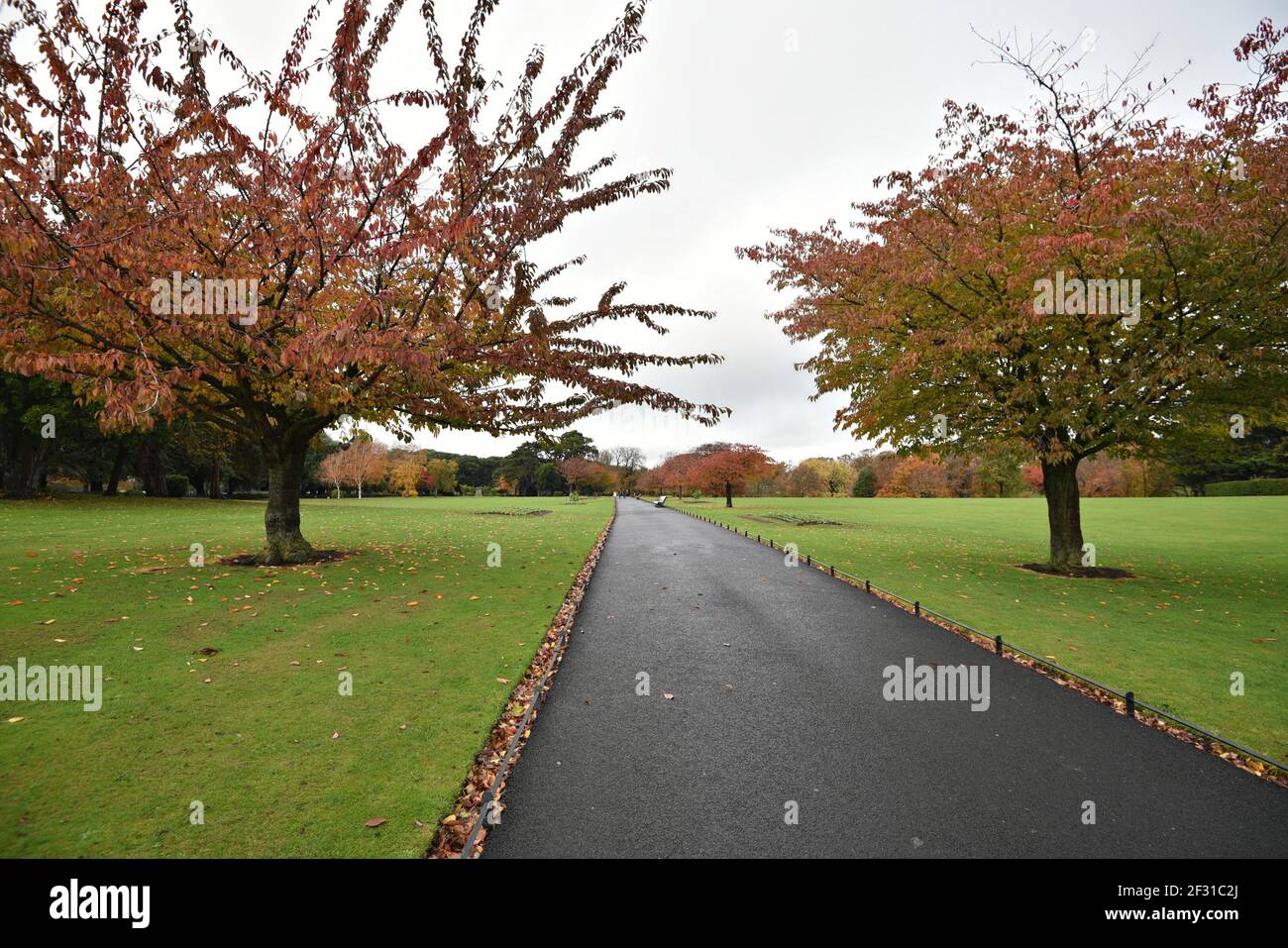 Phoenix Park percorso a piedi paesaggio autunnale a Dublino, Irlanda. Foto Stock