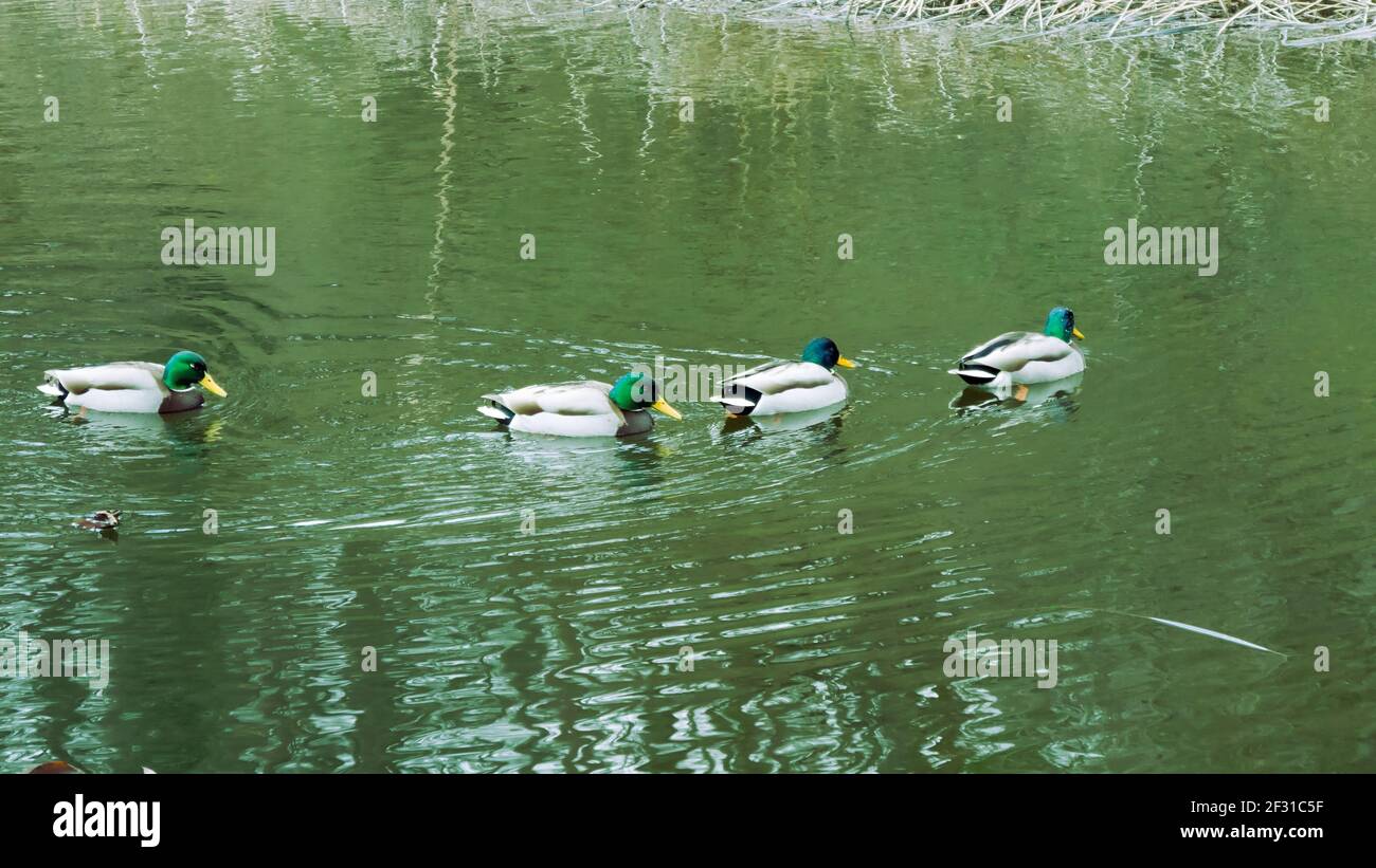 Quattro uccelli acquatici nello stagno Foto Stock