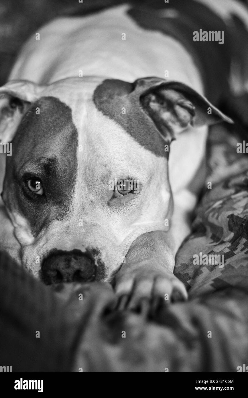 Un cane di razza mista (American Staffordshire Pit Bull Terrier e American Pit Bull Terrier) (Canis lupus familiaris) guarda direttamente alla fotocamera. Foto Stock