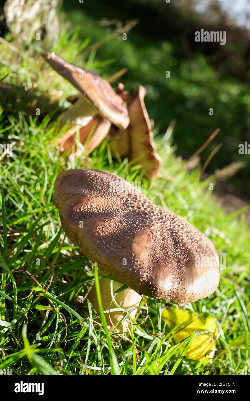 Amanita rubbescens, 'The Blusher' che cresce in boschi di conifere/decidui a Dorset, Inghilterra, Regno Unito Foto Stock
