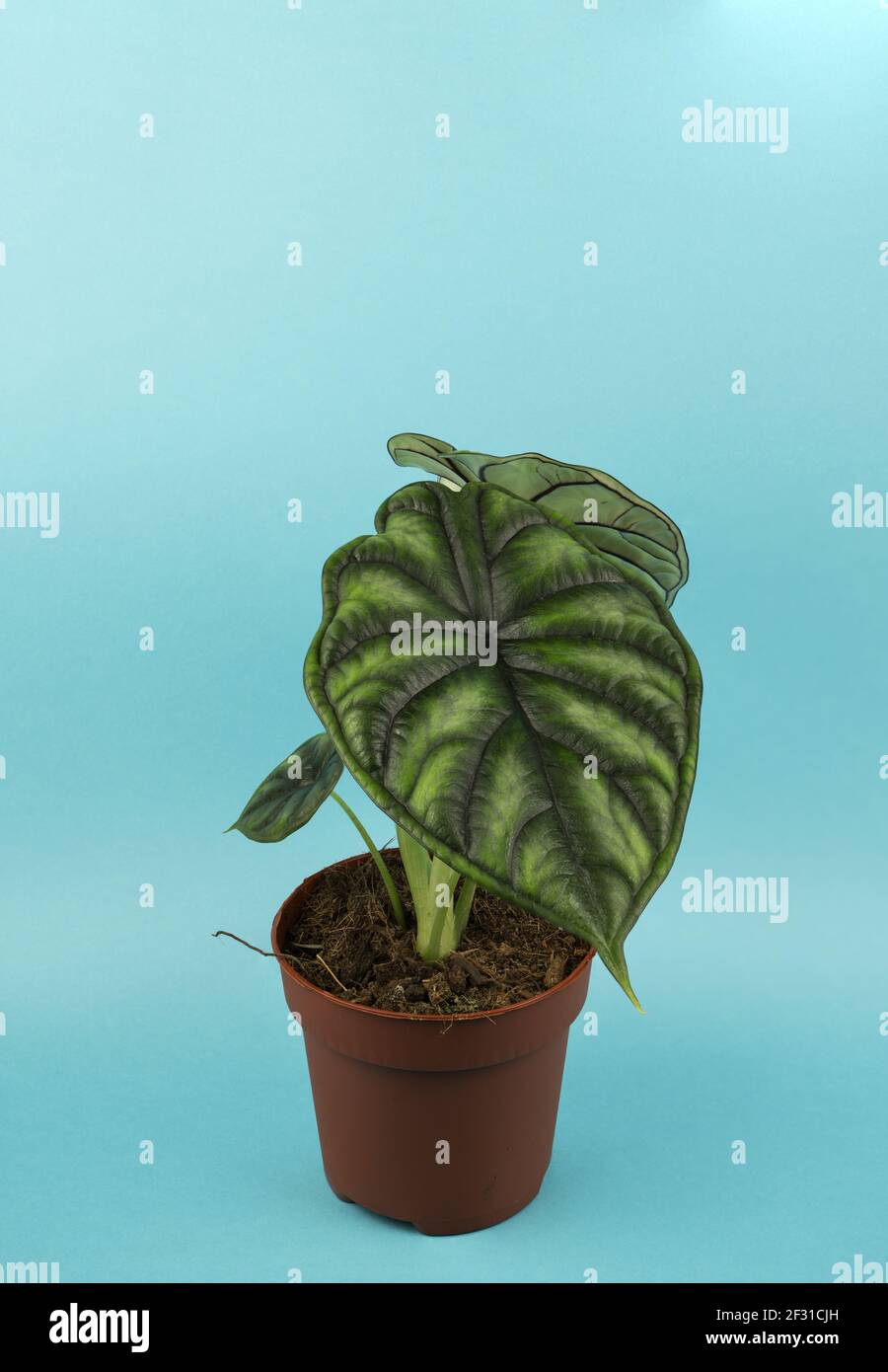 alocasia baginda in vaso con sfondo blu, vista dall'alto Foto Stock