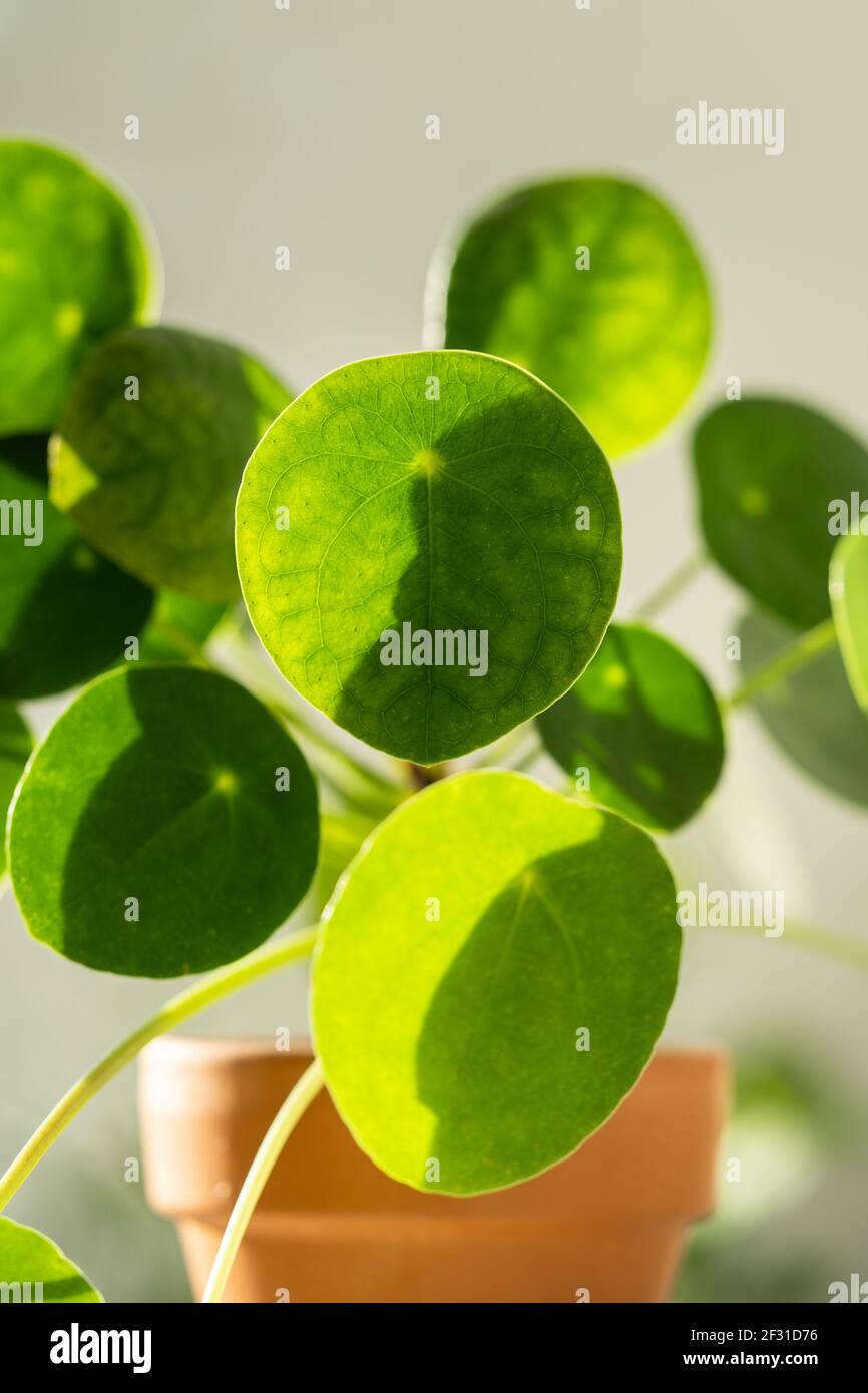 Macro shot di pianta di Pilea peperomioides in terracotta, foglie verdi coperte di gocce d'acqua Foto Stock