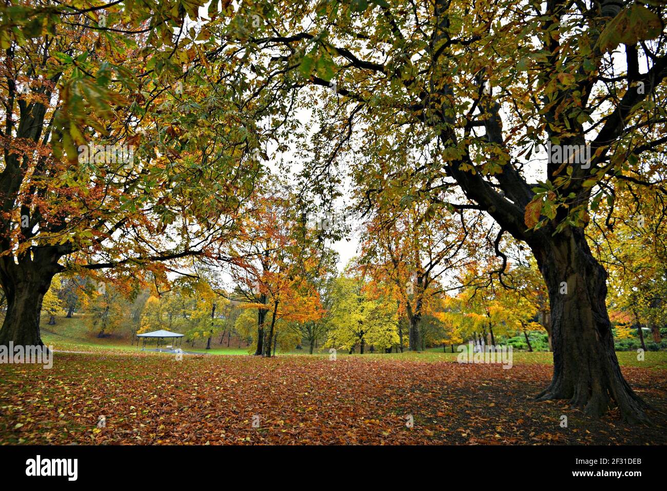 Paesaggio autunnale del Phoenix Park a Dublino, Irlanda. Foto Stock