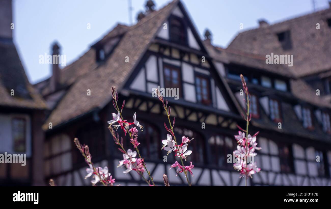 Fiori rosa e bianchi sullo sfondo di antichi edifici Fachwerk (pan de bois) a Strasburgo, Alsazia, Francia. Foto Stock