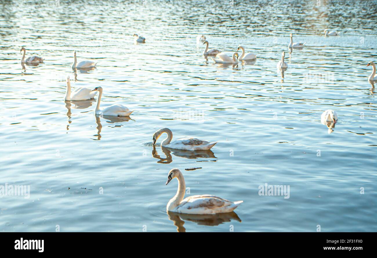 I cigni bianchi galleggiano sulla calma superficie del fiume ai raggi del sole che tramonta Foto Stock