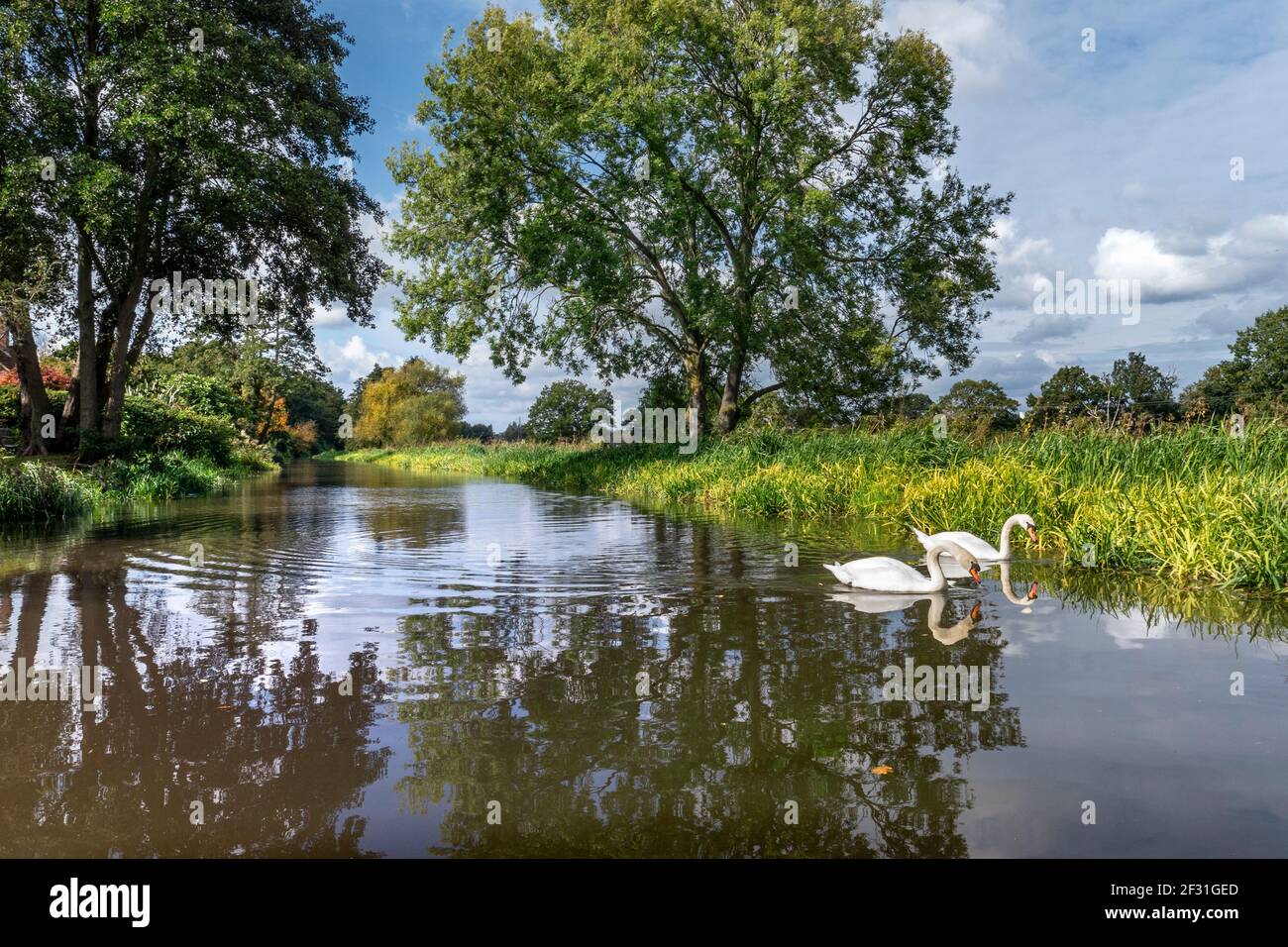 Fiume Wey Navigations tranquillo paesaggio con coppia bianca di mute cigni alla ricerca di cibo tra le canne nella stagione autunnale River Wey Send Surrey UK Foto Stock