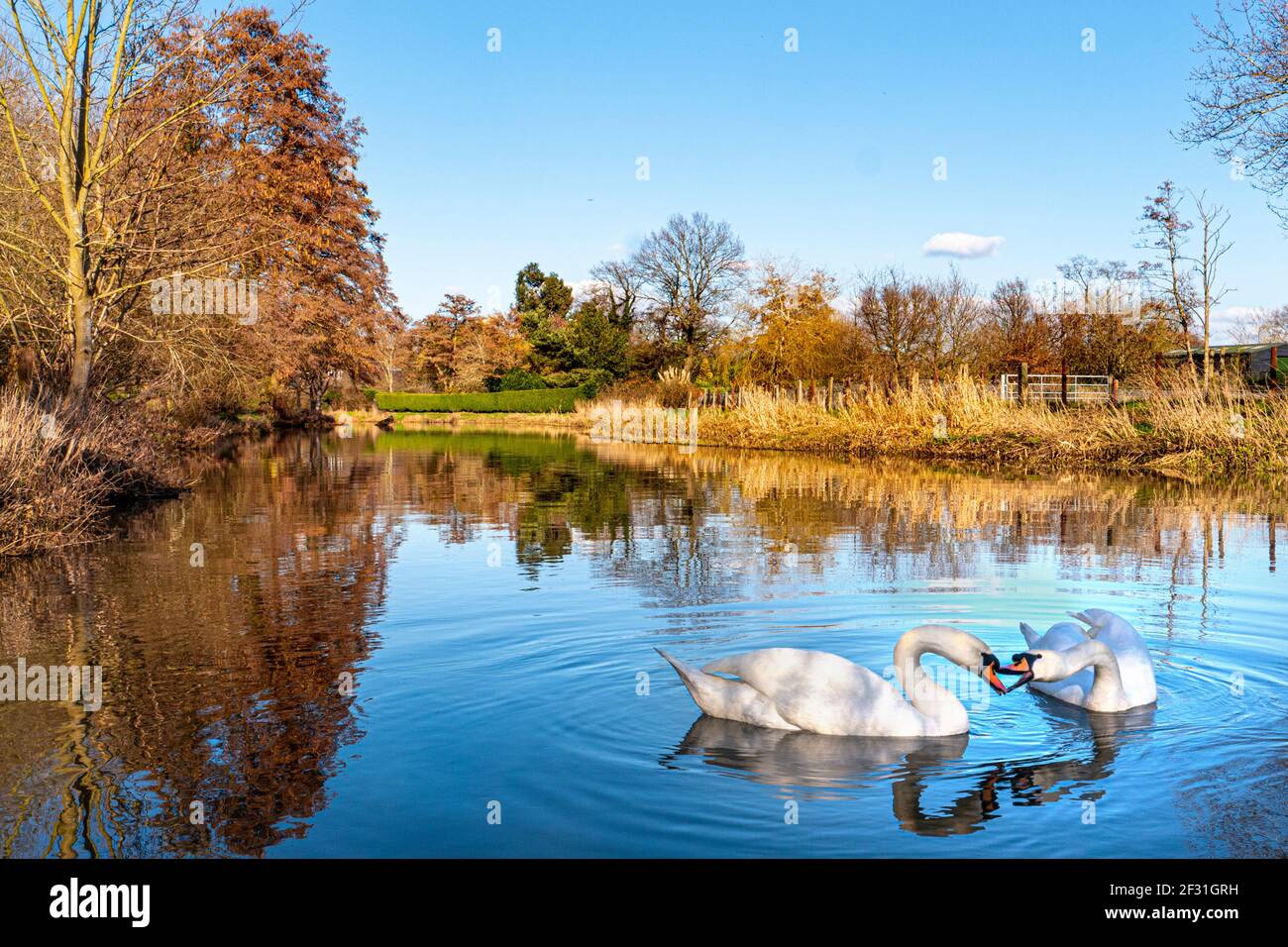 Mute cigni coppia sul tranquillo fiume Wey recitazione divertente Rituale di accoppiamento annuale all'inizio della stagione primaverile sul National Trust River Wey Navigations Surrey UK Foto Stock
