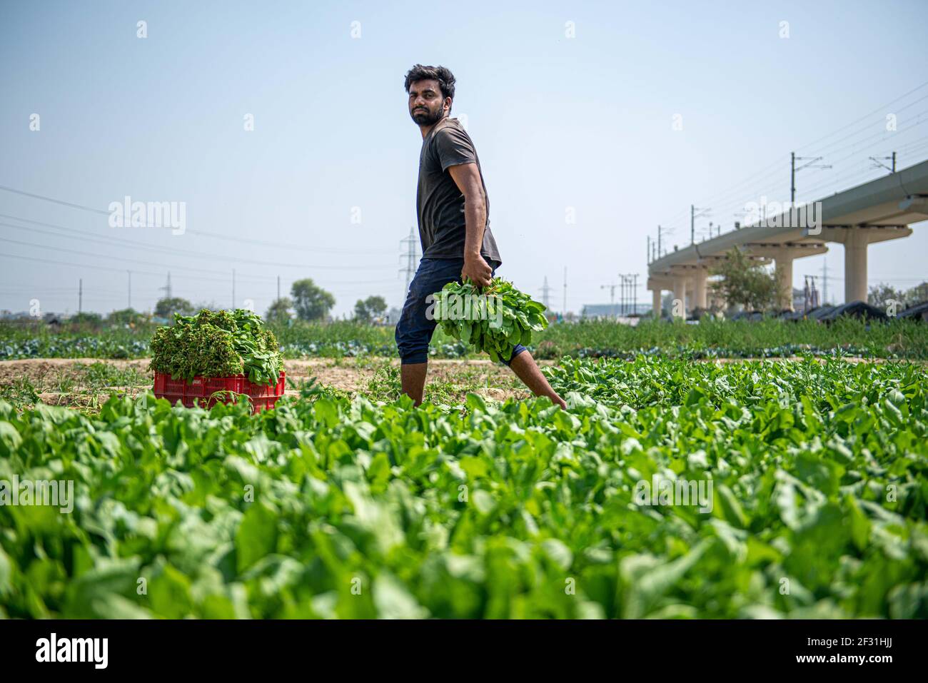 Gautam Buddh Nagar, Uttar Pradesh, India. 14 Marzo 2021. RAM Babu, 26, un coltivatore a contratto che raccoglie spinaci a Noida per essere venduto al mercato vegetale più vicino. Gli agricoltori Contract lavorano da più di 25 anni. Credit: Pradeep Gaur/SOPA Images/ZUMA Wire/Alamy Live News Foto Stock