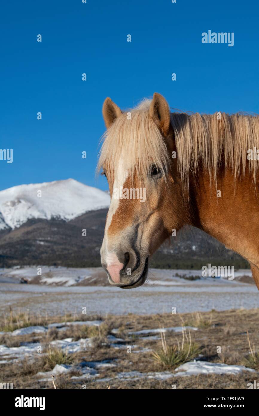 USA, Colorado, Custer County, Westcliffe, Music Meadows Ranch. Cavallo di razza tirata (Haflinger aka Avelignese) con Montagne Rocciose in lontananza. Foto Stock