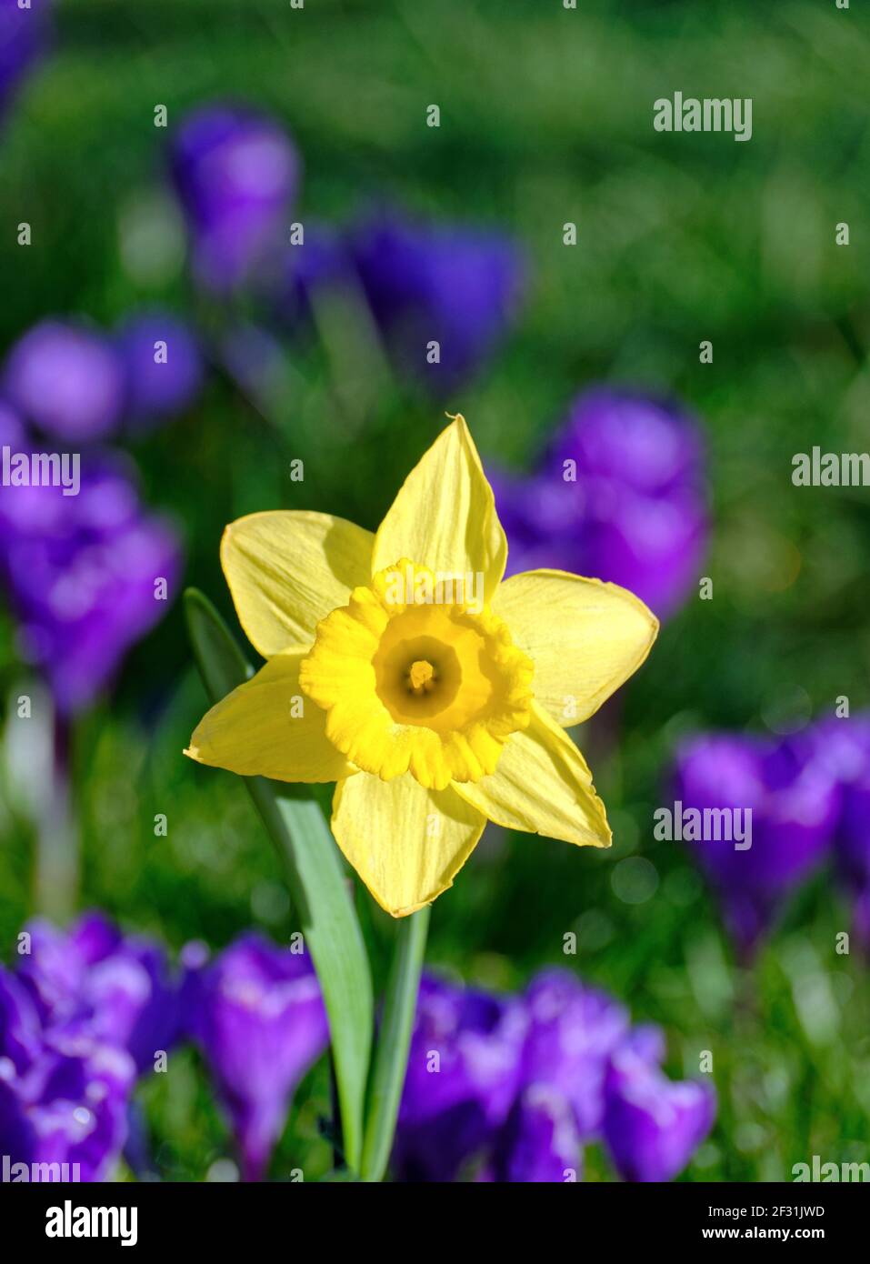 Un singolo fiore di daffodil su uno sfondo di defocused profondo crocus blu Foto Stock