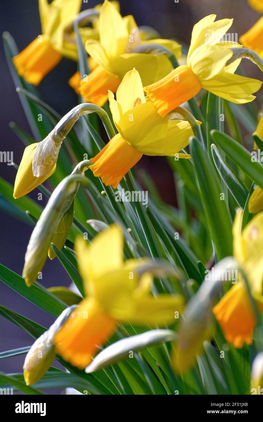 Primo piano della varietà Jet Fire di narcissus flower Foto Stock